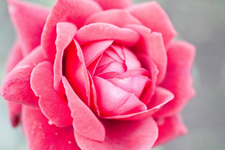 恋人と情に変わる前に結婚することが幸せへの道 これで安心 結婚バイブル